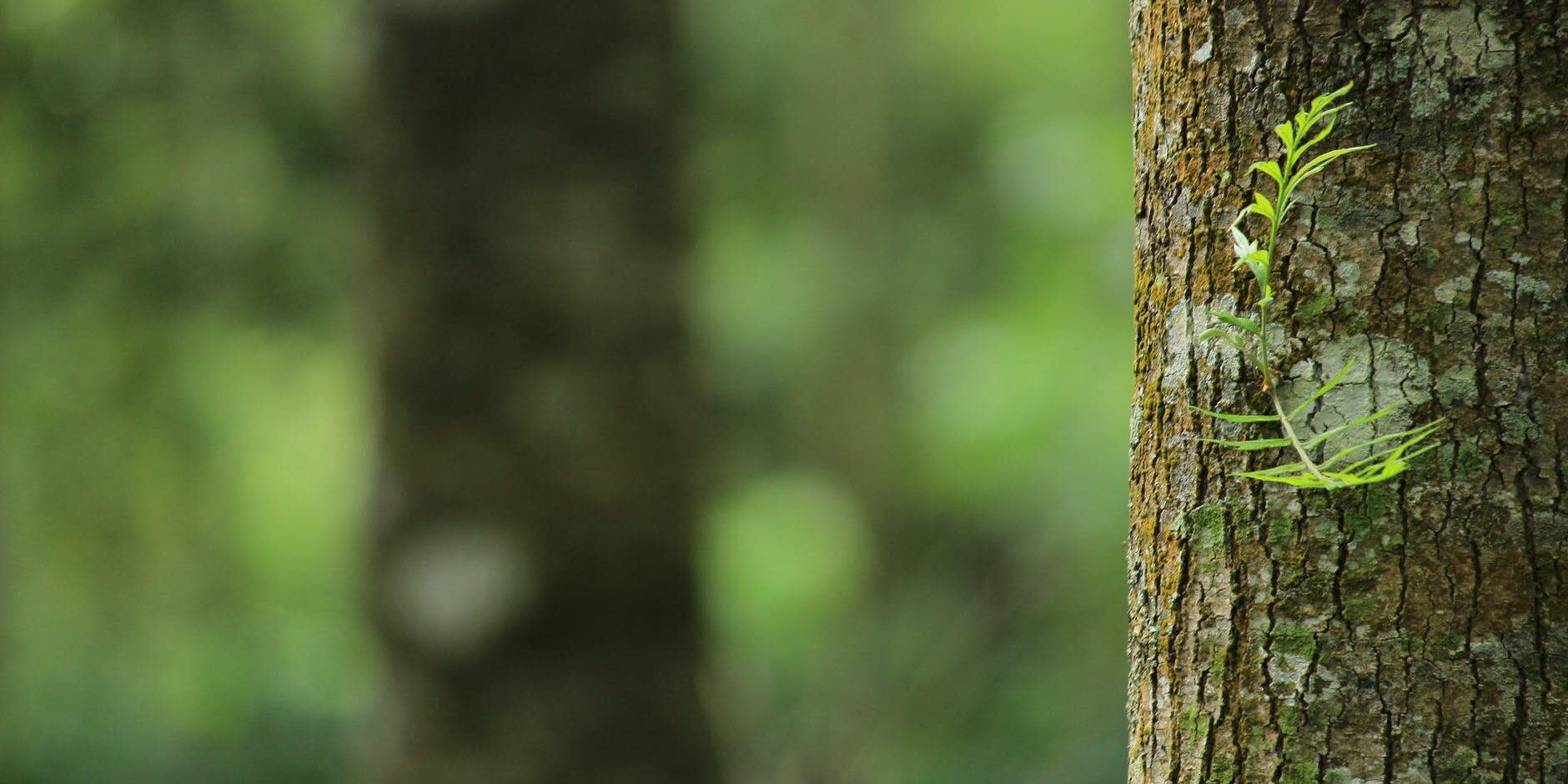 pexels-photo-1250260 parco